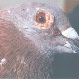 Снимка на гълъб