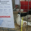 Снимка на новина