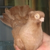 Снимка на новина