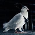 В Русия превърнаха гълъби в разузнавателни "биодронове"